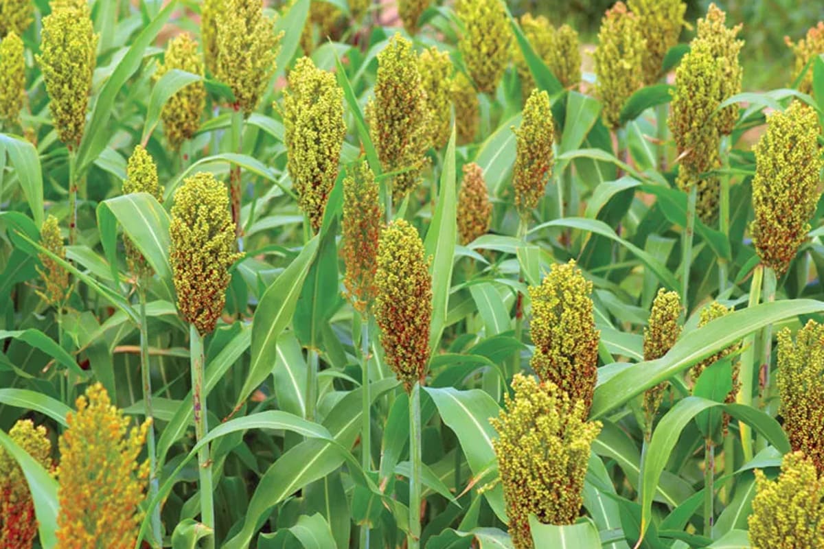 Jowar Seeds