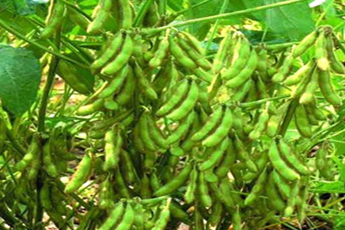 Soybean Seeds