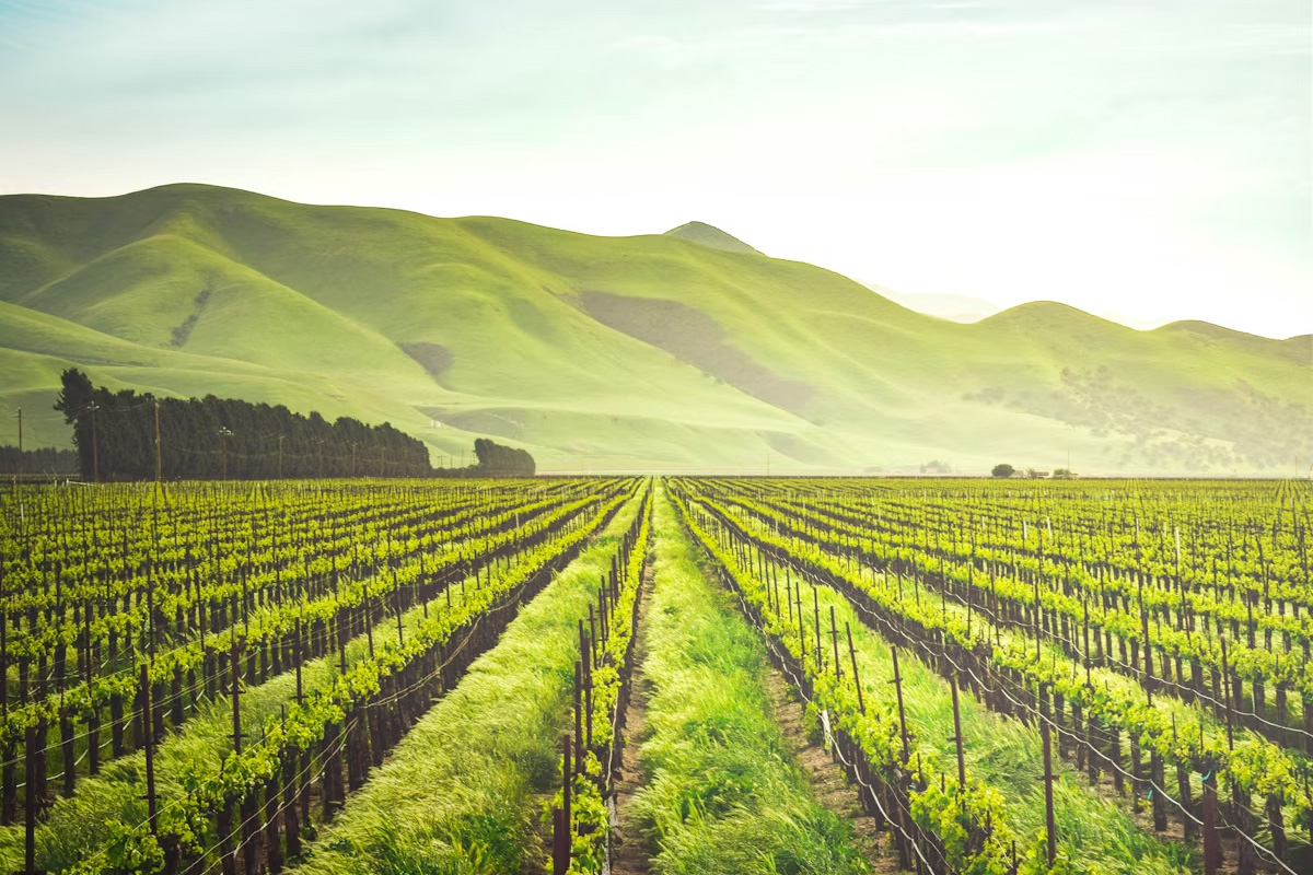 Ordered crop rows used as a working research landscape