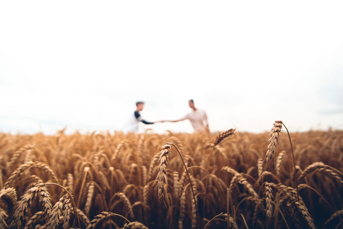 Ripe wheat in the field at the close of a season